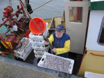 Spiering visser